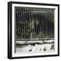 Lioness at the Jardin Des Plantes, Paris (Vth Arrondissement), Circa 1895-1900-Leon, Levy et Fils-Framed Photographic Print