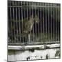 Lioness at the Jardin Des Plantes, Paris (Vth Arrondissement), Circa 1895-1900-Leon, Levy et Fils-Mounted Photographic Print