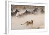 Lioness Attack on a Zebra. National Park. Kenya. Tanzania. Masai Mara. Serengeti. an Excellent Illu-GUDKOV ANDREY-Framed Photographic Print