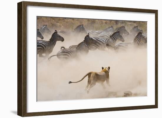 Lioness Attack on a Zebra. National Park. Kenya. Tanzania. Masai Mara. Serengeti. an Excellent Illu-GUDKOV ANDREY-Framed Photographic Print