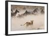 Lioness Attack on a Zebra. National Park. Kenya. Tanzania. Masai Mara. Serengeti. an Excellent Illu-GUDKOV ANDREY-Framed Photographic Print