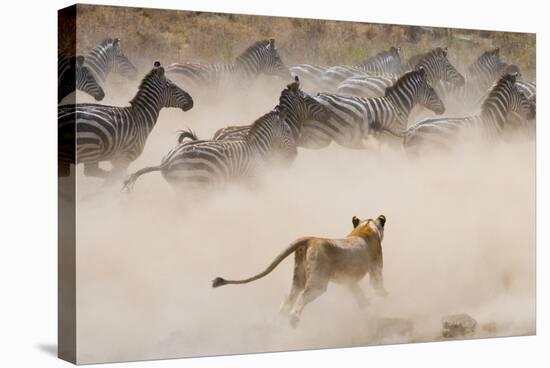 Lioness Attack on a Zebra. National Park. Kenya. Tanzania. Masai Mara. Serengeti. an Excellent Illu-GUDKOV ANDREY-Stretched Canvas