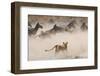 Lioness Attack on a Zebra. National Park. Kenya. Tanzania. Masai Mara. Serengeti. an Excellent Illu-GUDKOV ANDREY-Framed Photographic Print