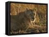 Lioness, Busanga Plains, Kafue National Park, Zambia, Africa-Sergio Pitamitz-Framed Stretched Canvas