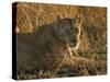 Lioness, Busanga Plains, Kafue National Park, Zambia, Africa-Sergio Pitamitz-Stretched Canvas