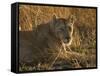 Lioness, Busanga Plains, Kafue National Park, Zambia, Africa-Sergio Pitamitz-Framed Stretched Canvas