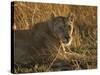 Lioness, Busanga Plains, Kafue National Park, Zambia, Africa-Sergio Pitamitz-Stretched Canvas
