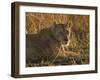 Lioness, Busanga Plains, Kafue National Park, Zambia, Africa-Sergio Pitamitz-Framed Photographic Print