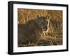 Lioness, Busanga Plains, Kafue National Park, Zambia, Africa-Sergio Pitamitz-Framed Photographic Print