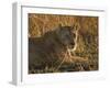 Lioness, Busanga Plains, Kafue National Park, Zambia, Africa-Sergio Pitamitz-Framed Photographic Print