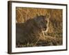 Lioness, Busanga Plains, Kafue National Park, Zambia, Africa-Sergio Pitamitz-Framed Photographic Print