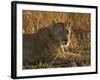 Lioness, Busanga Plains, Kafue National Park, Zambia, Africa-Sergio Pitamitz-Framed Photographic Print