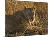 Lioness, Busanga Plains, Kafue National Park, Zambia, Africa-Sergio Pitamitz-Mounted Photographic Print