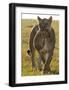 Lioness Carrying her Cub-Martin Fowkes-Framed Giclee Print