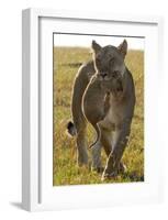 Lioness Carrying her Cub-Martin Fowkes-Framed Giclee Print