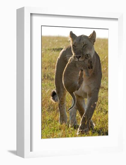 Lioness Carrying her Cub-Martin Fowkes-Framed Giclee Print