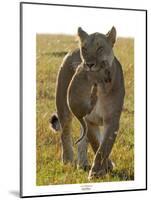 Lioness Carrying her Cub-Martin Fowkes-Mounted Giclee Print