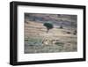 Lioness Chasing Cheetah-Paul Souders-Framed Photographic Print