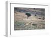 Lioness Chasing Cheetah-Paul Souders-Framed Photographic Print