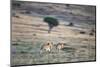 Lioness Chasing Cheetah-Paul Souders-Mounted Photographic Print