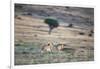 Lioness Chasing Cheetah-Paul Souders-Framed Photographic Print