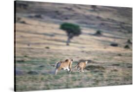 Lioness Chasing Cheetah-Paul Souders-Stretched Canvas