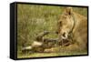 Lioness Cleaning Her Cub-null-Framed Stretched Canvas