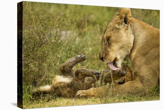 Lioness Cleaning Her Cub-null-Stretched Canvas