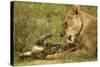 Lioness Cleaning Her Cub-null-Stretched Canvas