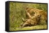 Lioness Cleaning Her Cub-null-Framed Stretched Canvas