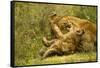 Lioness Cleaning Her Cub-null-Framed Stretched Canvas