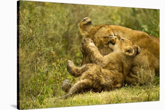 Lioness Cleaning Her Cub-null-Stretched Canvas