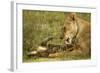 Lioness Cleaning Her Cub-null-Framed Photographic Print