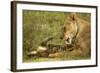 Lioness Cleaning Her Cub-null-Framed Photographic Print