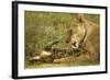 Lioness Cleaning Her Cub-null-Framed Photographic Print