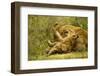 Lioness Cleaning Her Cub-null-Framed Photographic Print
