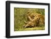 Lioness Cleaning Her Cub-null-Framed Photographic Print