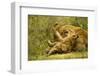 Lioness Cleaning Her Cub-null-Framed Photographic Print