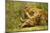 Lioness Cleaning Her Cub-null-Mounted Photographic Print