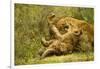 Lioness Cleaning Her Cub-null-Framed Photographic Print