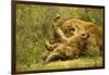 Lioness Cleaning Her Cub-null-Framed Photographic Print