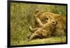 Lioness Cleaning Her Cub-null-Framed Photographic Print