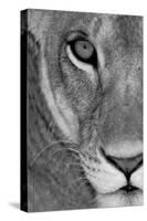 Lioness Close-Up Tanzania Africa-null-Stretched Canvas
