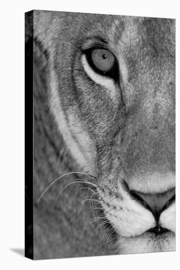 Lioness Close-Up Tanzania Africa-null-Stretched Canvas