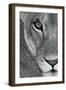 Lioness Close-Up Tanzania Africa-null-Framed Photographic Print