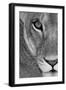 Lioness Close-Up Tanzania Africa-null-Framed Photographic Print