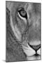 Lioness Close-Up Tanzania Africa-null-Mounted Photographic Print