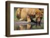 Lioness Drinking Along Khwai River-null-Framed Photographic Print