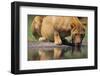 Lioness Drinking Along Khwai River-null-Framed Photographic Print