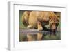 Lioness Drinking Along Khwai River-null-Framed Photographic Print